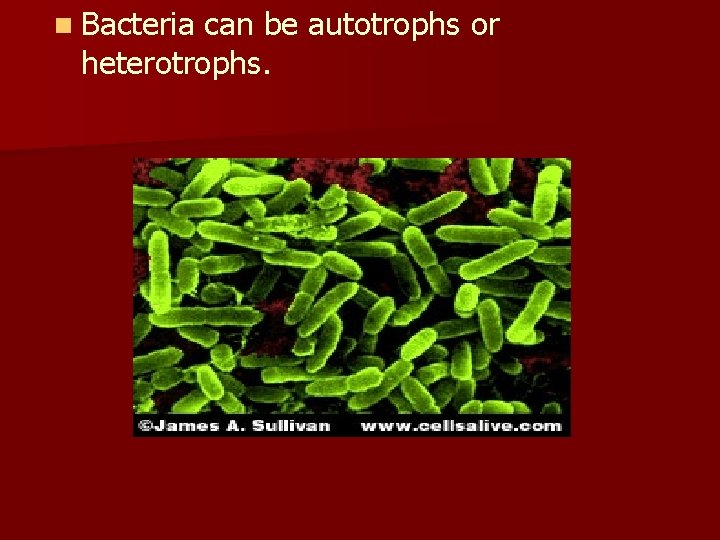n Bacteria can be autotrophs or heterotrophs. 