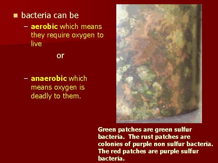 n bacteria can be – aerobic which means they require oxygen to live or