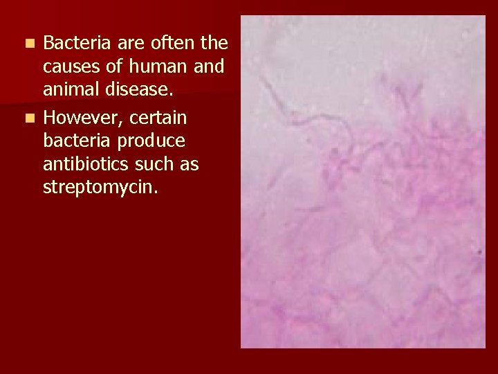 Bacteria are often the causes of human and animal disease. n However, certain bacteria