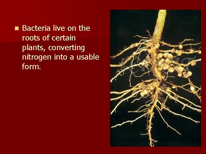 n Bacteria live on the roots of certain plants, converting nitrogen into a usable