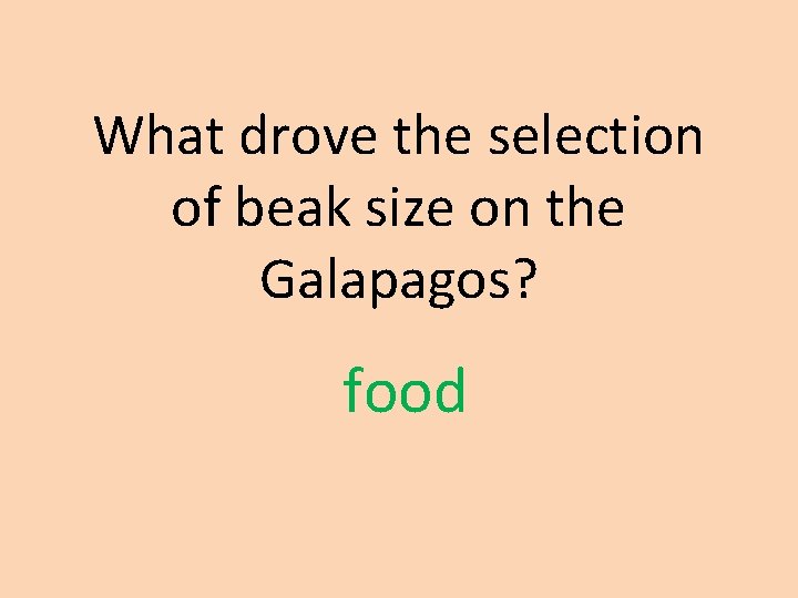 What drove the selection of beak size on the Galapagos? food What drove the selection of beak size on the Galapagos? food