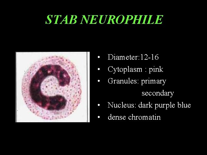 STAB NEUROPHILE • Diameter: 12 -16 • Cytoplasm : pink • Granules: primary secondary