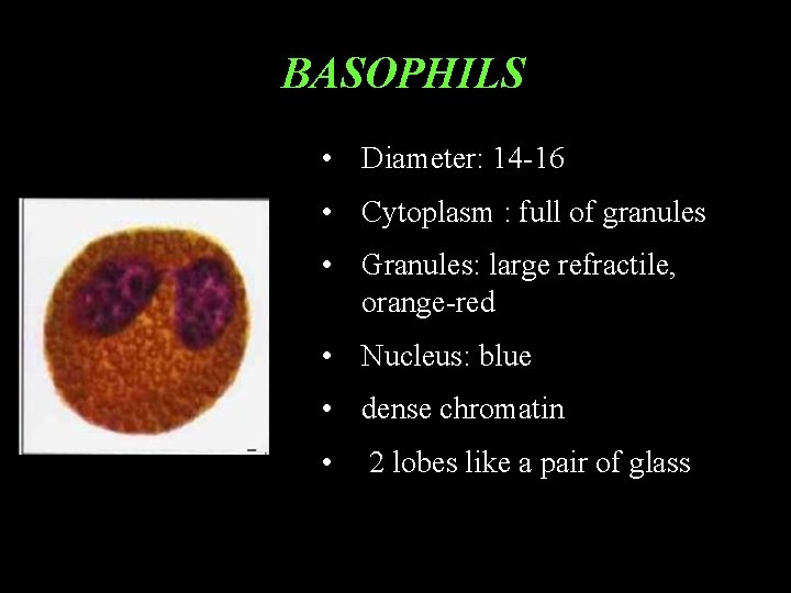 BASOPHILS • Diameter: 14 -16 • Cytoplasm : full of granules • Granules: large