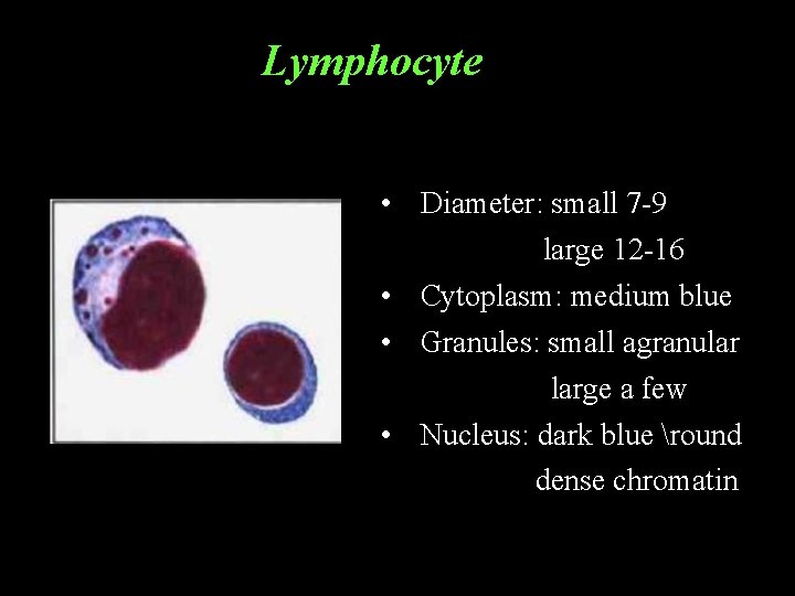 Lymphocyte • Diameter: small 7 -9 large 12 -16 • Cytoplasm: medium blue •