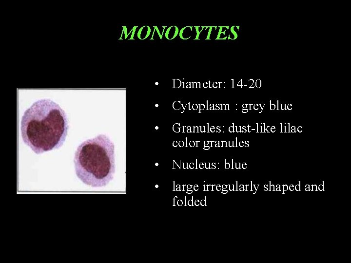 MONOCYTES • Diameter: 14 -20 • Cytoplasm : grey blue • Granules: dust-like lilac