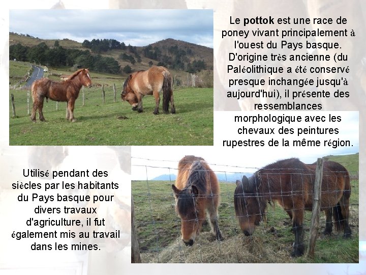 Le pottok est une race de poney vivant principalement à l'ouest du Pays basque. Le pottok est une race de poney vivant principalement à l'ouest du Pays basque.