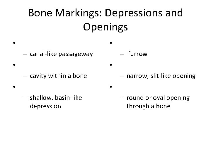 Bone Markings: Depressions and Openings • • – furrow – canal-like passageway • • Bone Markings: Depressions and Openings • • – furrow – canal-like passageway • •