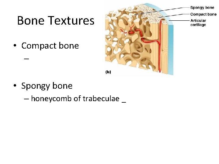 Bone Textures • Compact bone – • Spongy bone – honeycomb of trabeculae _ Bone Textures • Compact bone – • Spongy bone – honeycomb of trabeculae _