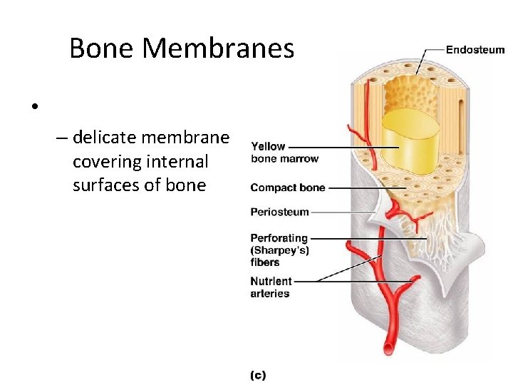 Bone Membranes • – delicate membrane covering internal surfaces of bone Bone Membranes • – delicate membrane covering internal surfaces of bone