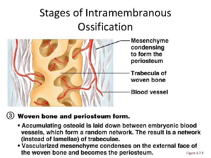Stages of Intramembranous Ossification Figure 6. 7. 3 Stages of Intramembranous Ossification Figure 6. 7. 3