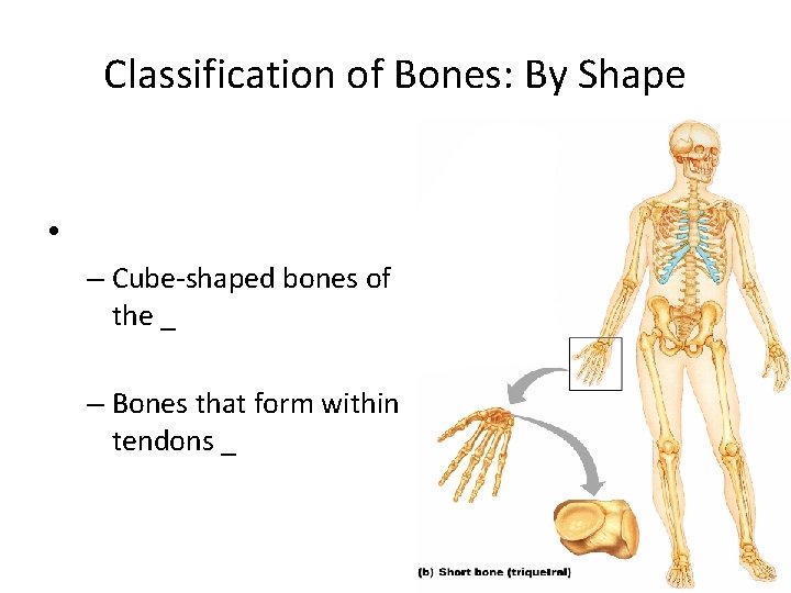 Classification of Bones: By Shape • – Cube-shaped bones of the _ – Bones Classification of Bones: By Shape • – Cube-shaped bones of the _ – Bones