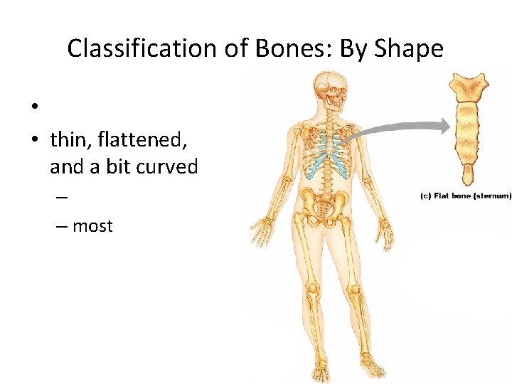 Classification of Bones: By Shape • • thin, flattened, and a bit curved – Classification of Bones: By Shape • • thin, flattened, and a bit curved –