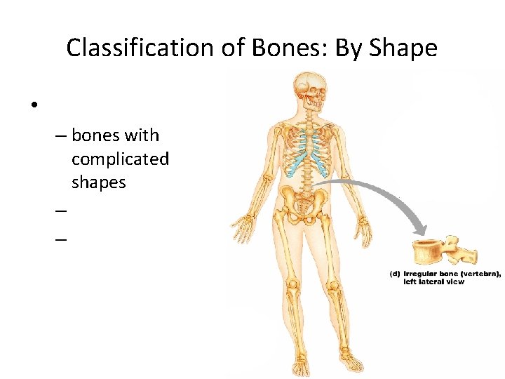 Classification of Bones: By Shape • – bones with complicated shapes – – Figure Classification of Bones: By Shape • – bones with complicated shapes – – Figure