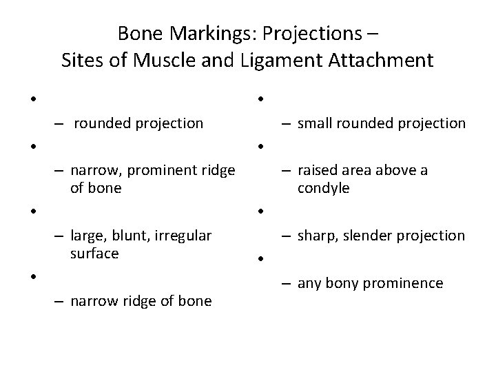 Bone Markings: Projections – Sites of Muscle and Ligament Attachment • • – rounded Bone Markings: Projections – Sites of Muscle and Ligament Attachment • • – rounded