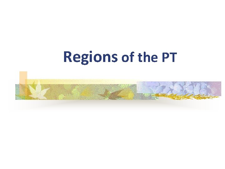 Regions of the PT 