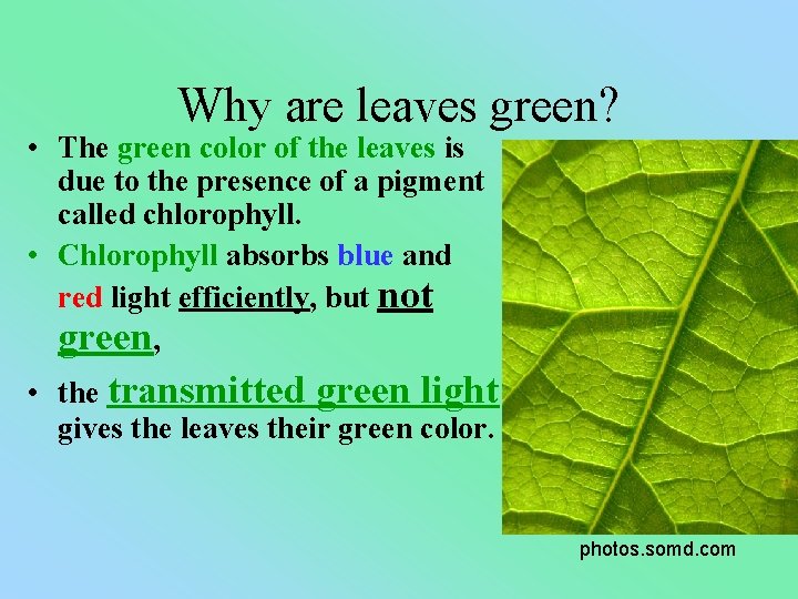 Why are leaves green? • The green color of the leaves is due to