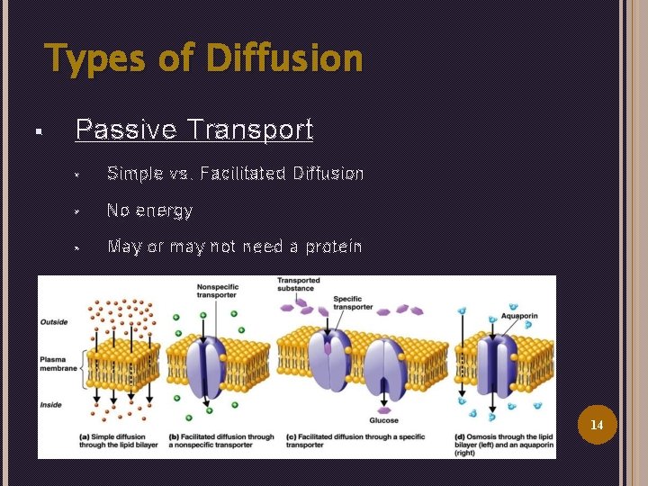 Types of Diffusion § Passive Transport • Simple vs. Facilitated Diffusion • No energy
