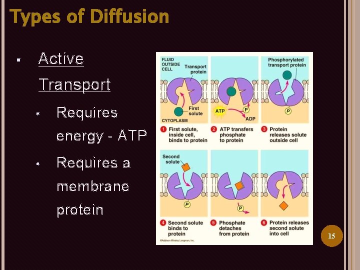 Types of Diffusion § Active Transport • Requires energy - ATP • Requires a