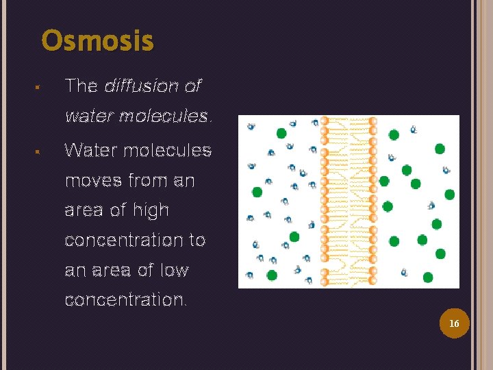 Osmosis § The diffusion of water molecules. § Water molecules moves from an area