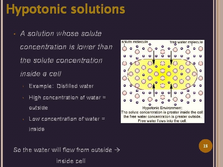 Hypotonic solutions § A solution whose solute concentration is lower than the solute concentration