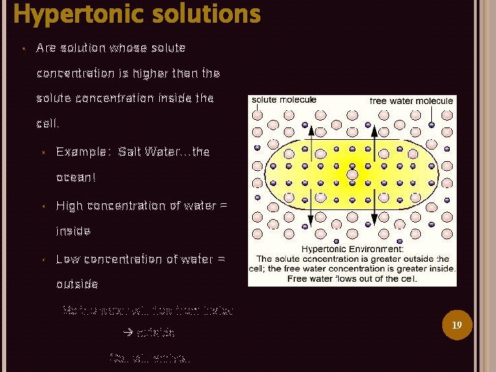 Hypertonic solutions § Are solution whose solute concentration is higher than the solute concentration