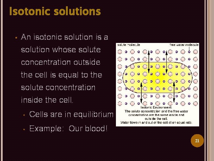 Isotonic solutions § An isotonic solution is a solution whose solute concentration outside the
