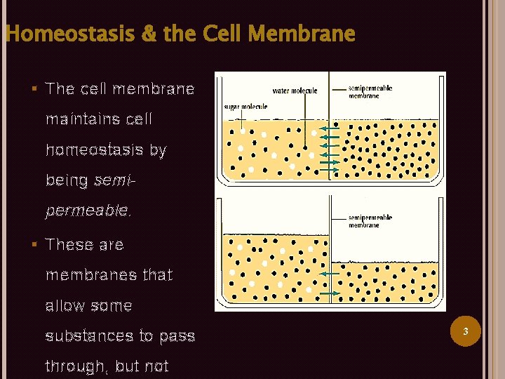 Homeostasis & the Cell Membrane § The cell membrane maintains cell homeostasis by being