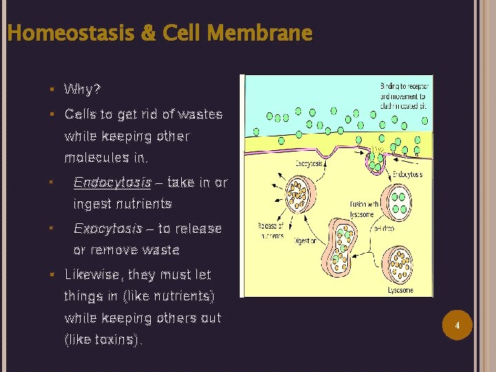 Homeostasis & Cell Membrane § Why? § Cells to get rid of wastes while