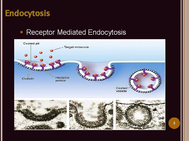 Endocytosis § Receptor Mediated Endocytosis 5 