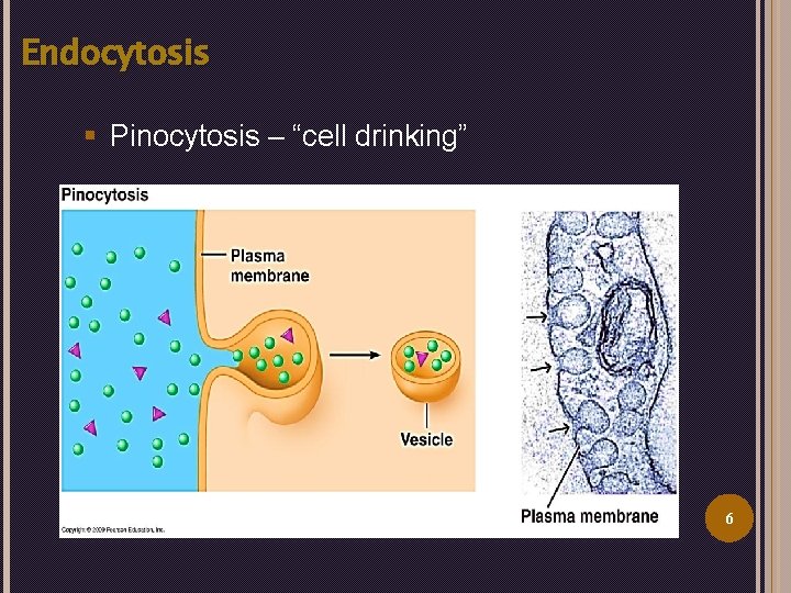 Endocytosis § Pinocytosis – “cell drinking” 6 