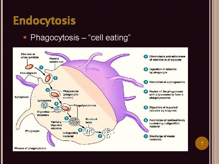 Endocytosis § Phagocytosis – “cell eating” 7 