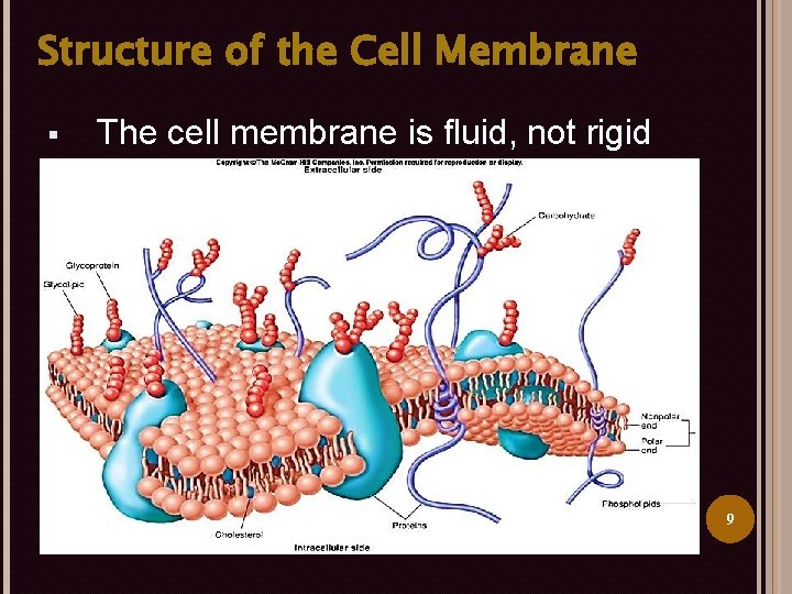 Structure of the Cell Membrane § The cell membrane is fluid, not rigid 9
