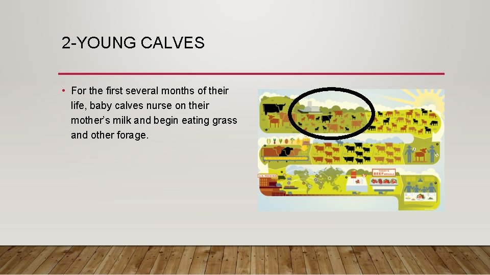 2 -YOUNG CALVES • For the first several months of their life, baby calves