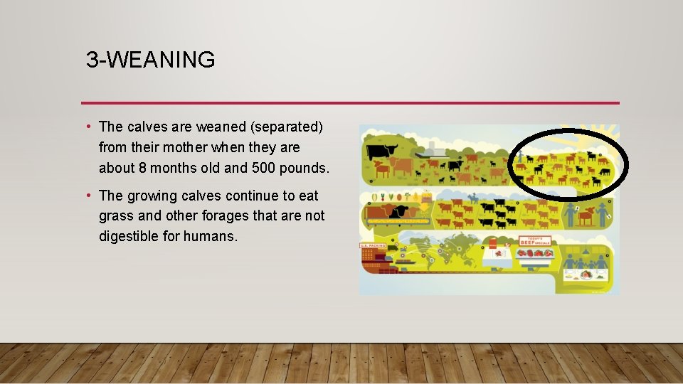 3 -WEANING • The calves are weaned (separated) from their mother when they are