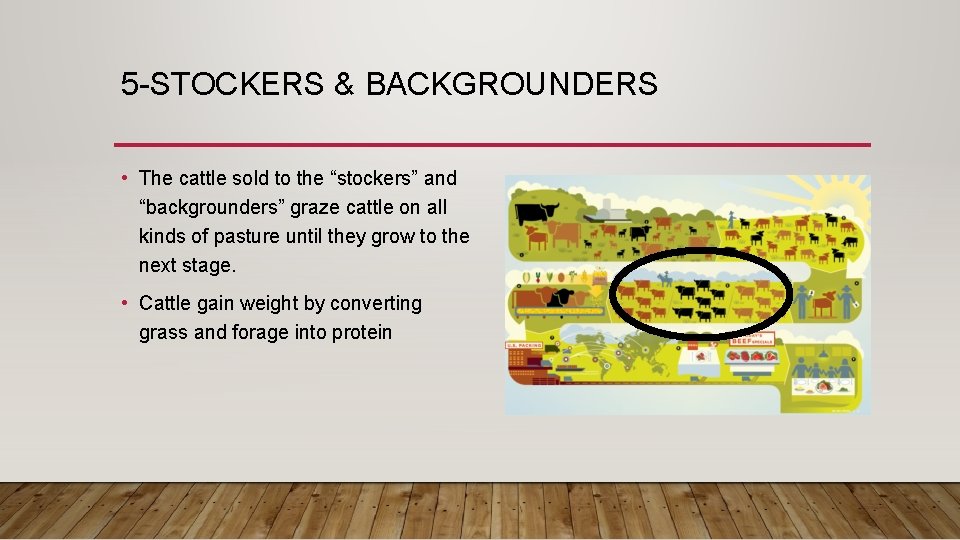 5 -STOCKERS & BACKGROUNDERS • The cattle sold to the “stockers” and “backgrounders” graze