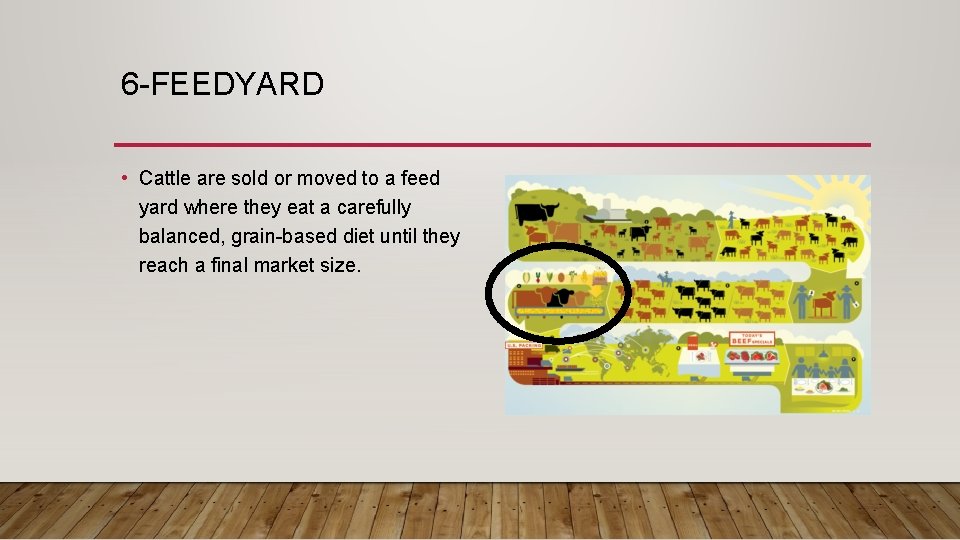 6 -FEEDYARD • Cattle are sold or moved to a feed yard where they