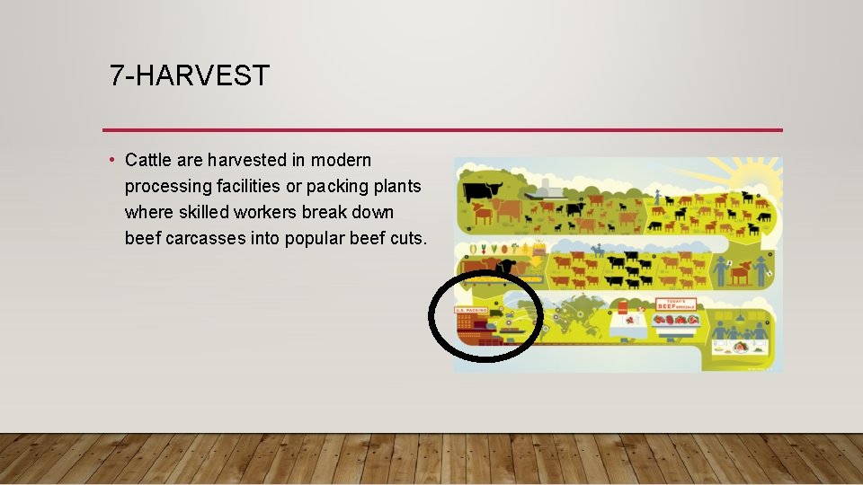 7 -HARVEST • Cattle are harvested in modern processing facilities or packing plants where