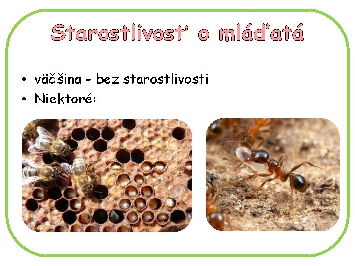 Starostlivosť o mláďatá • väčšina - bez starostlivosti • Niektoré: 