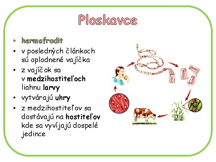 Ploskavce • hermafrodit • v posledných článkoch sú oplodnené vajíčka • z vajíčok sa