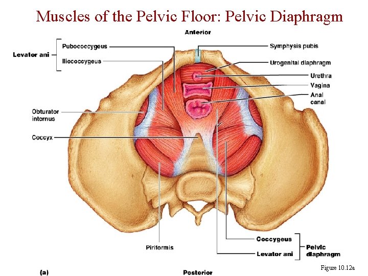 Muscles of the Pelvic Floor: Pelvic Diaphragm Figure 10. 12 a 