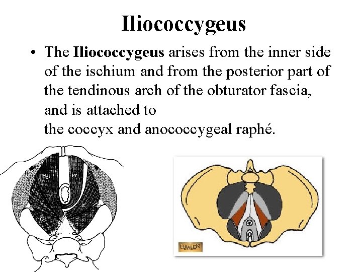 Iliococcygeus • The Iliococcygeus arises from the inner side of the ischium and from