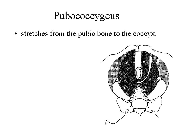 Pubococcygeus • stretches from the pubic bone to the coccyx. 