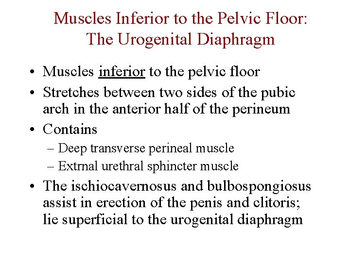 Muscles Inferior to the Pelvic Floor: The Urogenital Diaphragm • Muscles inferior to the