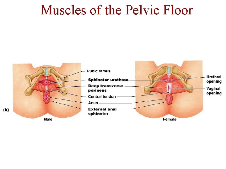 Muscles of the Pelvic Floor 