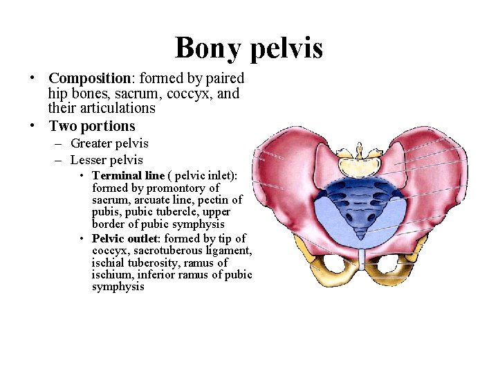Bony pelvis • Composition: formed by paired hip bones, sacrum, coccyx, and their articulations