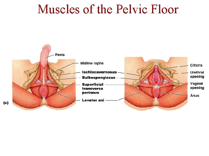 Muscles of the Pelvic Floor 