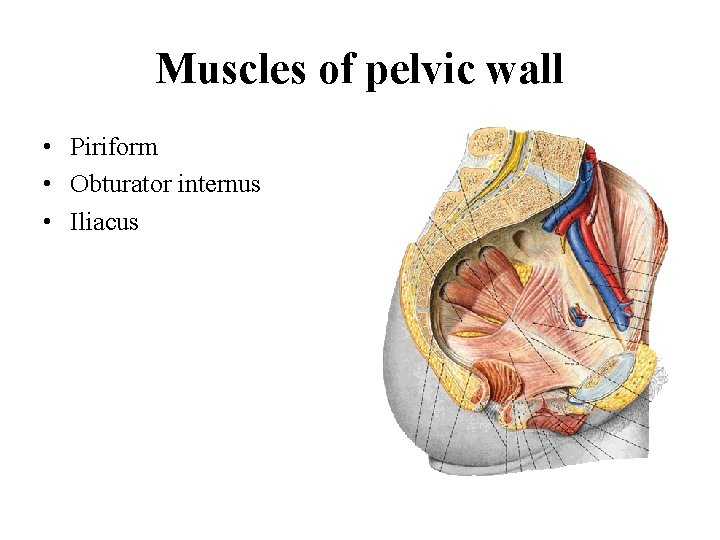 Muscles of pelvic wall • Piriform • Obturator internus • Iliacus 