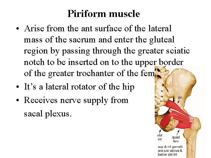 Piriform muscle • Arise from the ant surface of the lateral mass of the