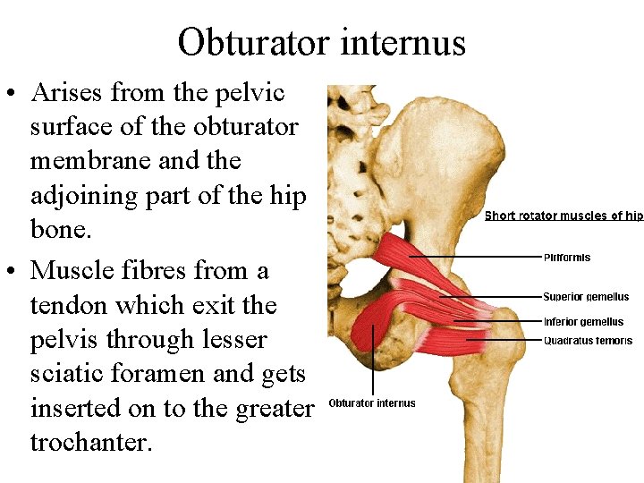 Obturator internus • Arises from the pelvic surface of the obturator membrane and the