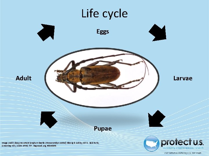 Life cycle Eggs Adult Larvae Pupae Image credit: deep mountain longhorn beetle (Neocerambyx raddei)